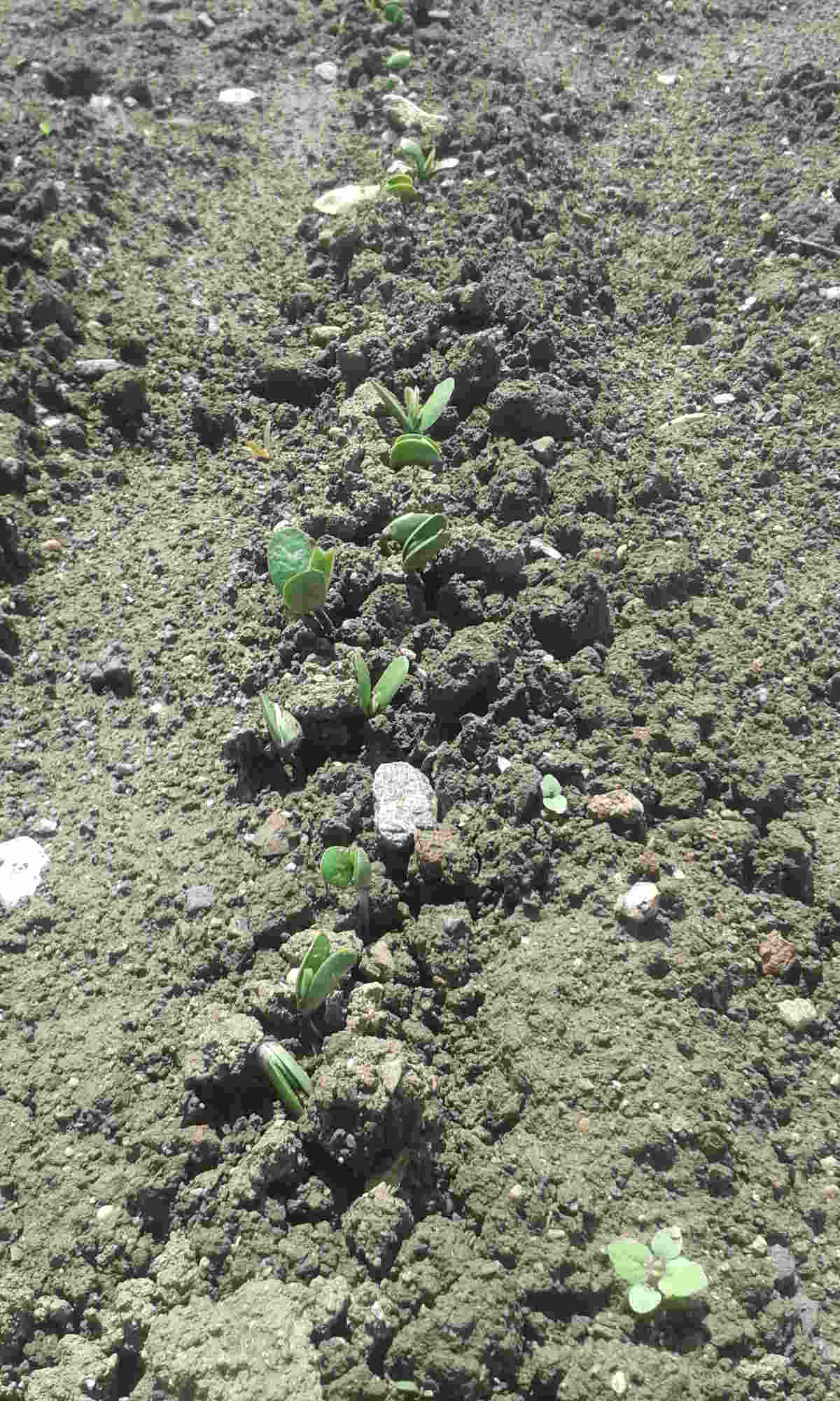 Sojapflanzen1_klein